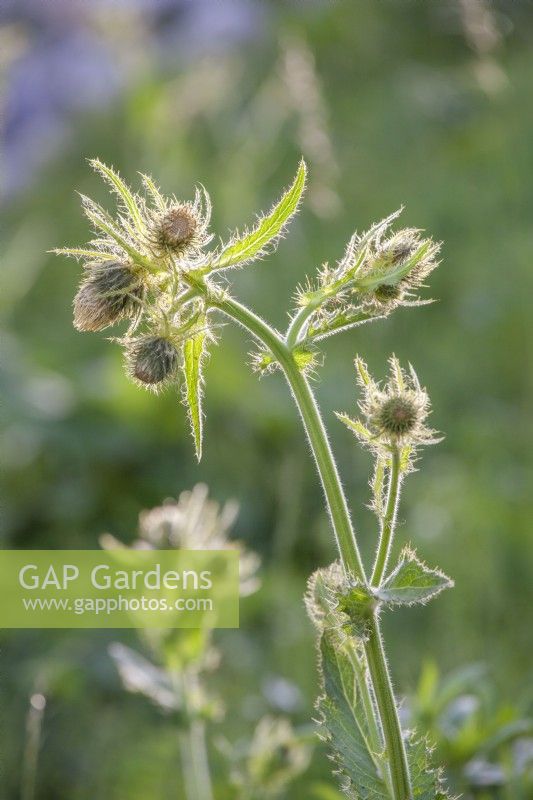 Cirsium oleraceum - cabbage thistle