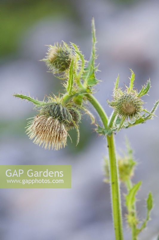 Cirsium oleraceum - cabbage thistle