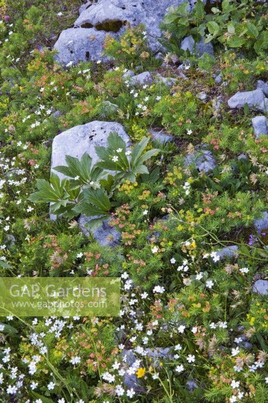 Alpine rocky meadow with Euphorbia cyparissias, Helleborus niger foliage, Anthyllis vulneraria and Silene alpestris.