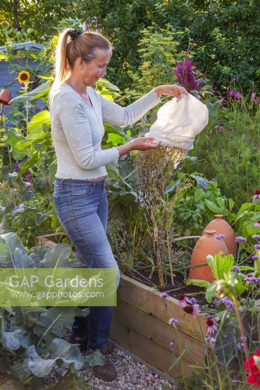 Woman collecting romaine lettuce seeds. Covering the lettuce seedhead with a fleece bag.