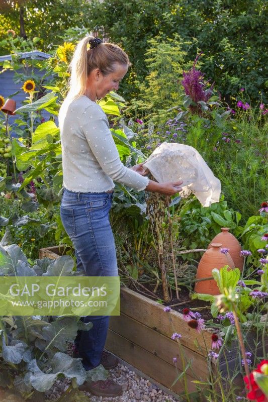 Woman collecting romaine lettuce seeds. Covering the lettuce seedhead with a fleece bag.