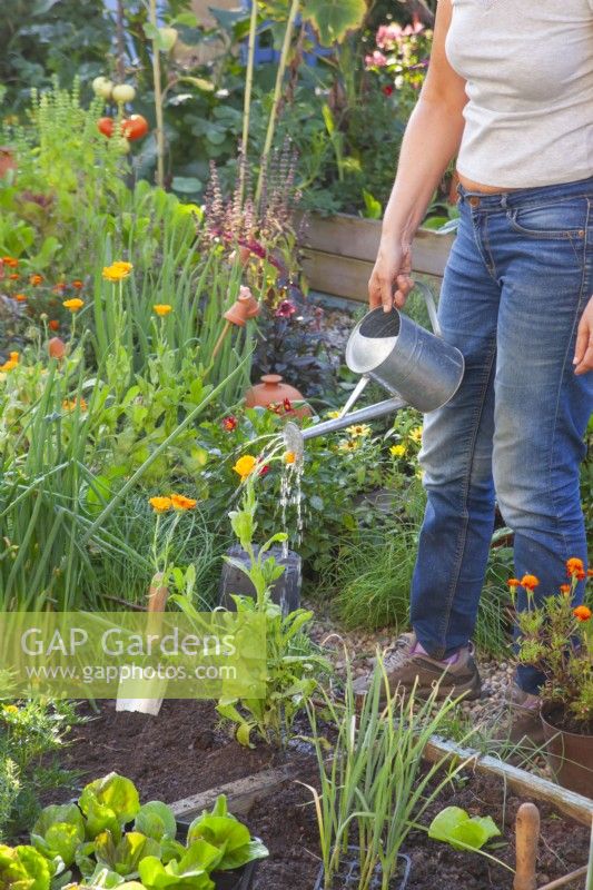 Watering newly planted pot marigolds - calendula officinalis.