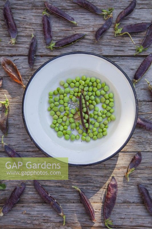 Harvested and shelled Pisum sativum 'Blauwschokker' on an enamel plate.