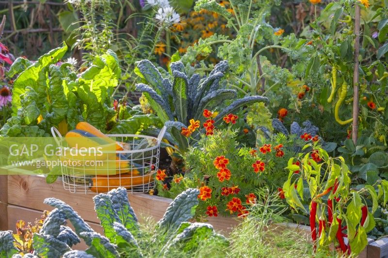 Raised bed with harvested courgettes in a wire basket, Tagetes patula and growing crops including Swiss chard, kale and sweet peppers.