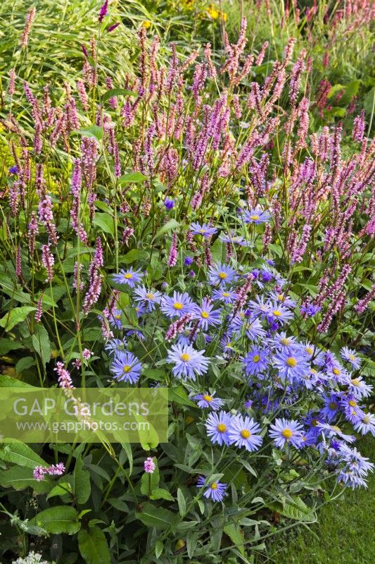 Summer border with Aster macrophyllus 'Twilight' and Persicaria 'Jo and Guido's'.