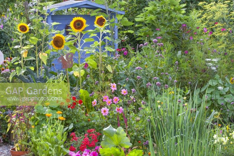 Summer flowers in the kitchen garden to attract beneficial wildlife including Sunflowers, Calendula officinalis, Dahlia, Verbena, Impatiens and Tagetes.