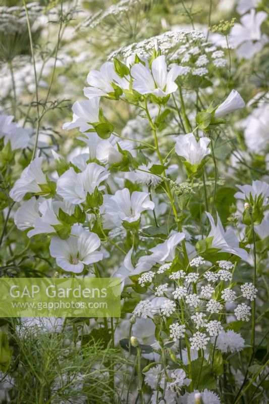 Ammi majus - Bishop's flower, Malope trifida 'Alba' - Mallow, Centaurea cyanus 'White' - Cornflower, and Clarkia pulchella 'Snowflake'