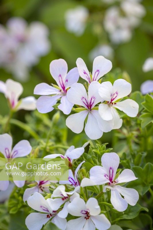 Pelargonium 'Viletta White' - Ivy trailing