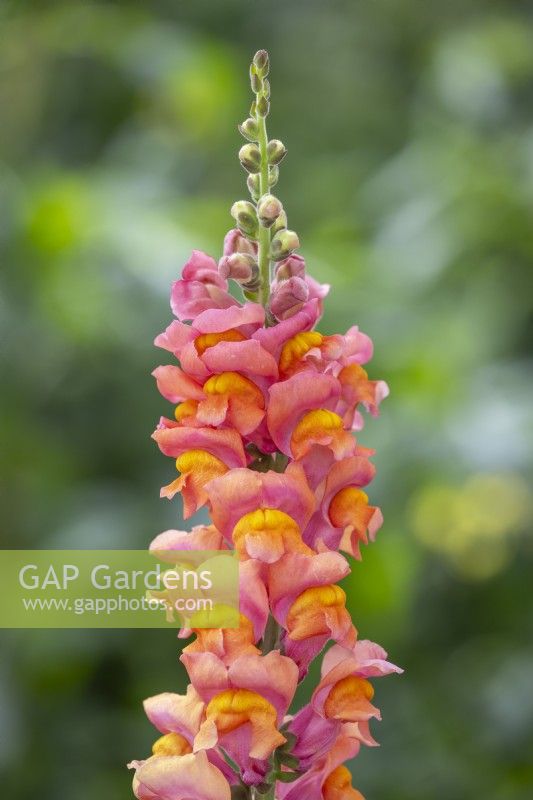 Antirrhinum majus 'Potomac Orange' - Snapdragon