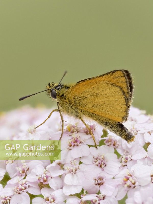 Thymelicus lineola - Essex Skipper butterfly resting on yarrow flowers