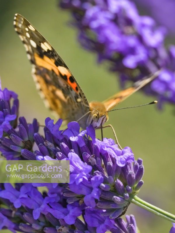 Vanessa cardui - Painted Lady Butterfly feeding on Lavender flowers