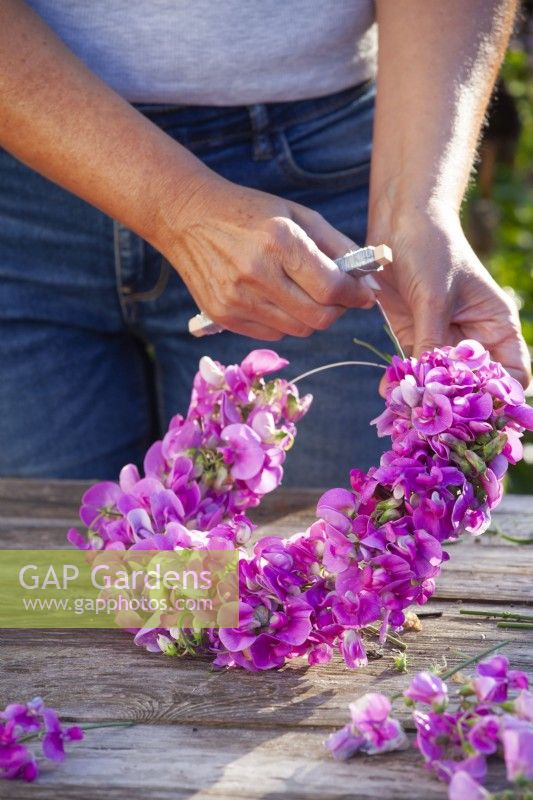 Making a wreath of sweet peas - Lathyrus latifolius.