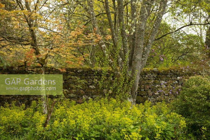 Acer and Euphorbia next to a stone wall in Cawdor Castle Gardens.