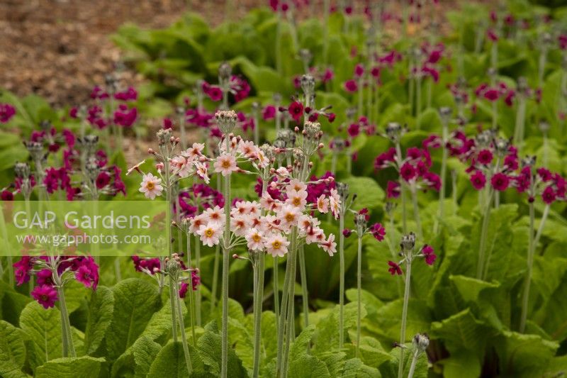 Primula vera 'Inverewe'