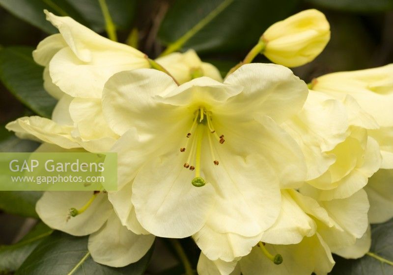 A close-up of Rhododendron falconeri at Inverewe Garden.