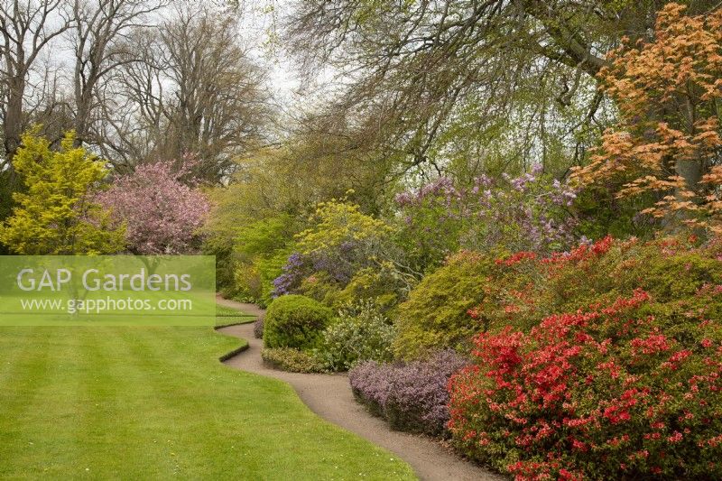 A border of Acer, Rhododendron, Syringa, Erica and Prunus along a curved path in Cawdor Castle. Gardens.