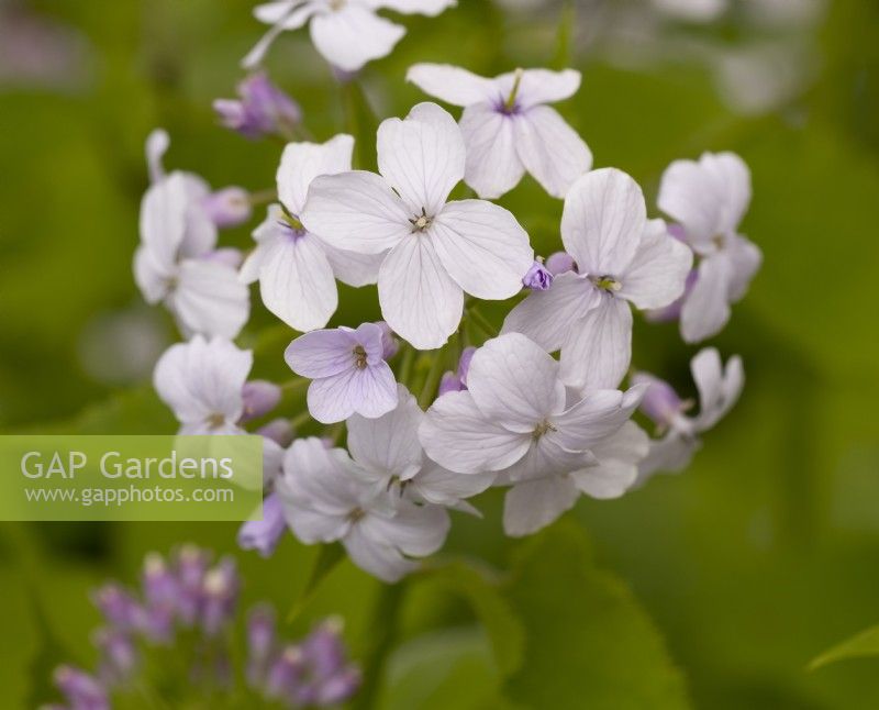 Lunaria rediviva