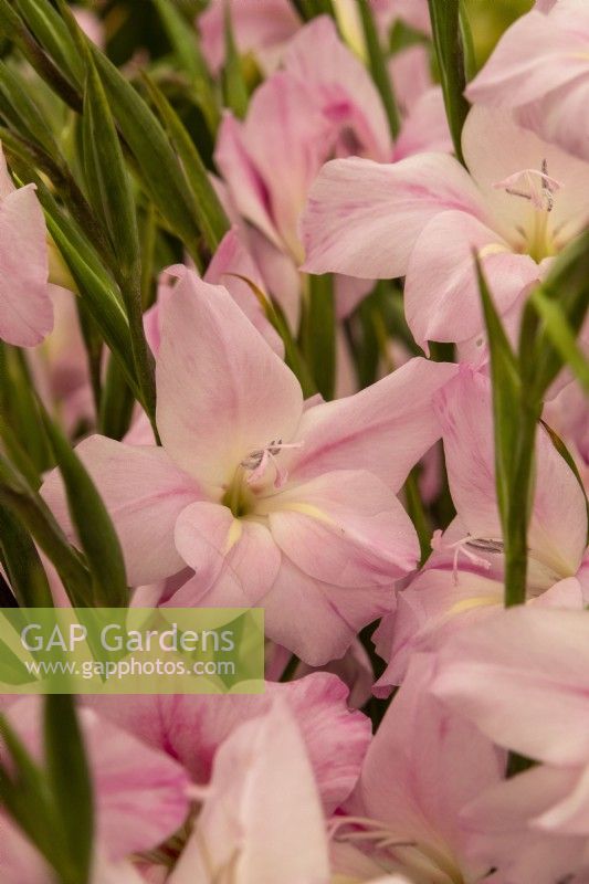 Gladiolus nanus 'Charming Lady' - gladioli - RHS Hampton Court Palace Garden Festival 2023 - Pheasant Acre Plants.