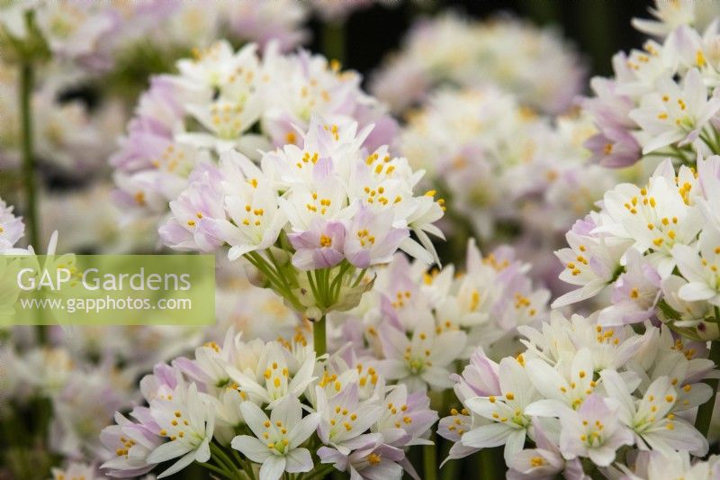 Allium 'Roseum' - rosy-flowered garlic - RHS Hampton Court Palace Garden Festival 2023 - WS Warmenhoven.