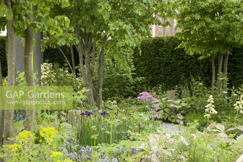 RHS Chelsea Flower Show 2023 Trained Parrotia persica trees underplanted with perennials such as Iris sibirica, Thalictrum 'Black Stockings' and Aruncus' in the  The National Brain Appeal's Rare Space - Designed by Charlie Hawkes