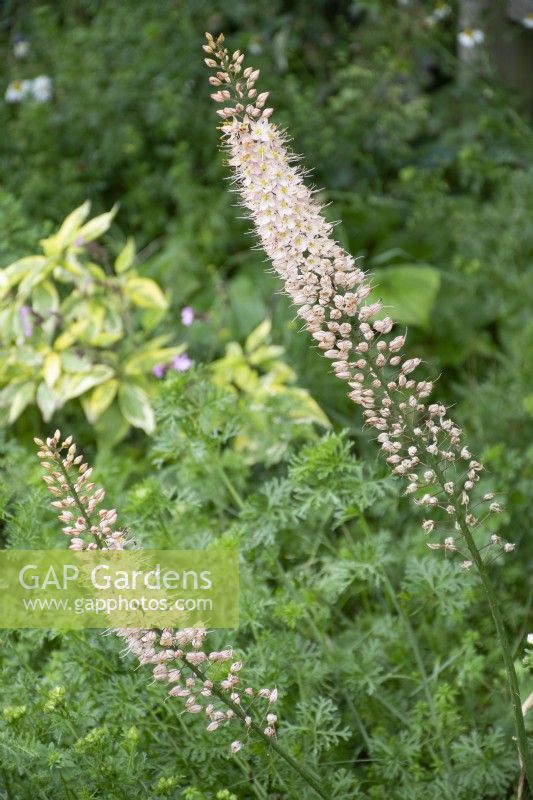 Eremurus robustus - foxtail lily - summer