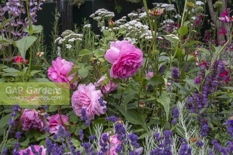Rosa 'Princess Alexandra of Kent' with Lavandula angusifolia 'Hidcote' - designer Nicola Hale - Landform Mental Wealth Garden - RHS Hampton Court Palace Garden Festival