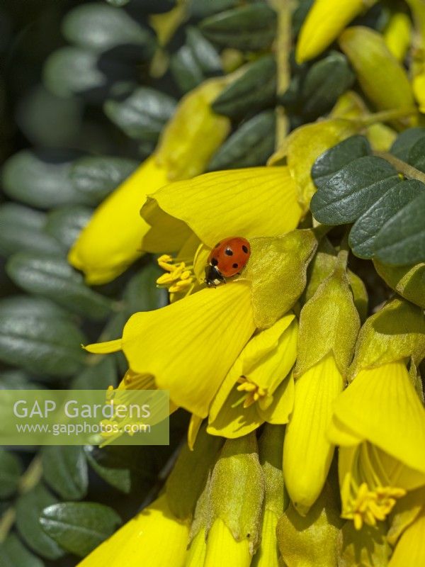 Sophora tetraptera - Kowhai  and  Seven-spot ladybird Coccinella punctata  in flower Mid march 