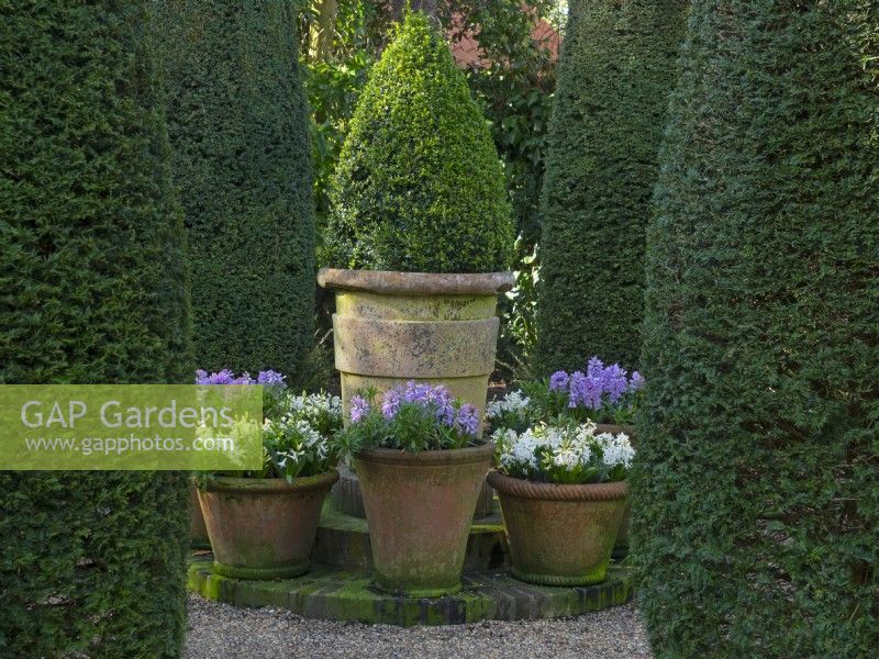 Containers with Hyacinths Old Vicarage Garden, East Ruston, Norfolk April