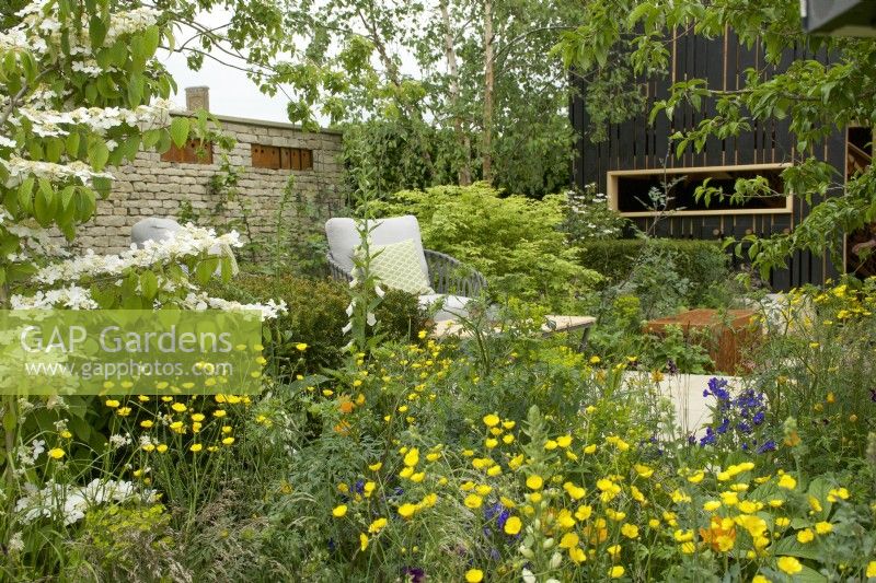 RHS Chelsea Flower Show 2023 - The RSPCA Garden designed by Martyn Wilson Silver Gilt, in foreground viburnum plicatum Watanabe with buttercups beyond a seating area 