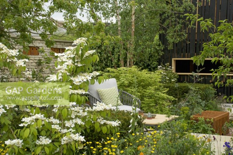 Viburnum plicatum Watanabe in a bed with buttercups near seating area. RHS Chelsea Flower Show 2023 - The RSPCA Garden designed by Martyn Wilson Silver-Gilt