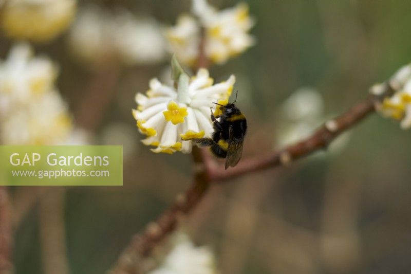 Bumble bee on Edgeworthia chrysantha - paper bush - shrub - winter