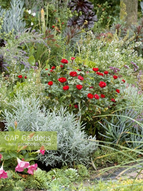 Red rose bush in a bed with silver foliage perennials such as Nepeta, Lavendula and succulents. Pink flowers of Mandevilla in foreground, autumn October