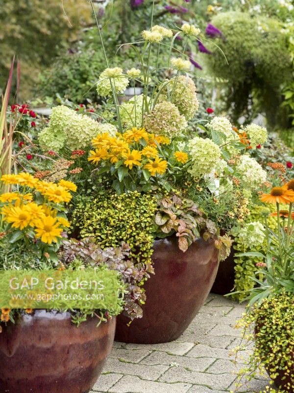 Larger pot planted with white-flowered Hydrangea paniculata and yellow-flowered Heliopsis helianthoides and Coreopsis, underplanted with foliage interest from Ajuga reptans and Muehlenbeckia complexa, autumn October