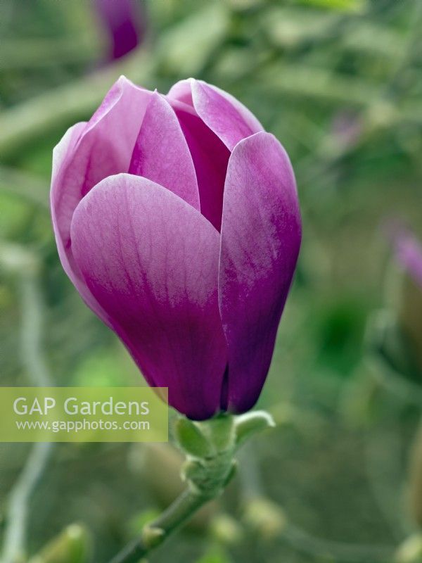 Magnolia 'Apollo' opening  flowers in mid March