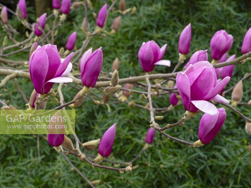 Magnolia 'Apollo' opening  flowers in mid March