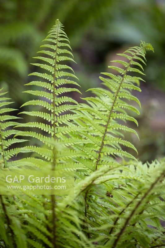 Dryopeteris buschiana, thick stemmed wood fern, May 