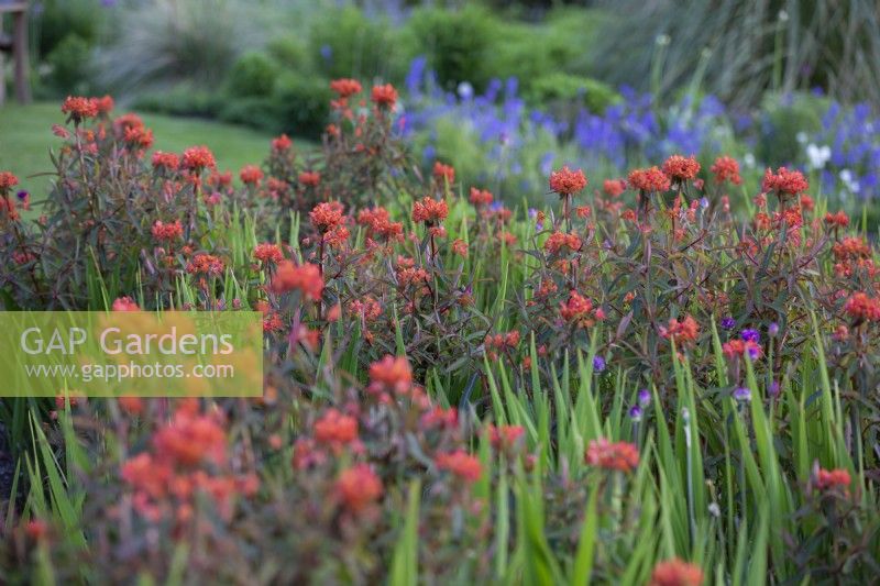 Euphorbia griffithii 'Fireglow', Perennial, May 