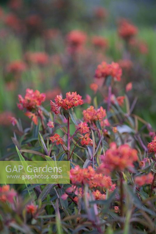 Euphorbia griffithii 'Fireglow', Perennial, May 