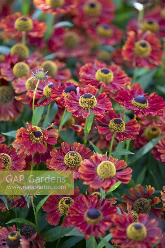 Helenium 'Rubinzwerg'