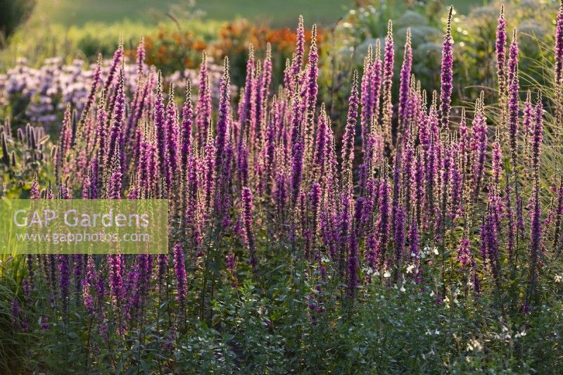 Lythrum virgatum 'The Rocket', wand loosestrife, August 