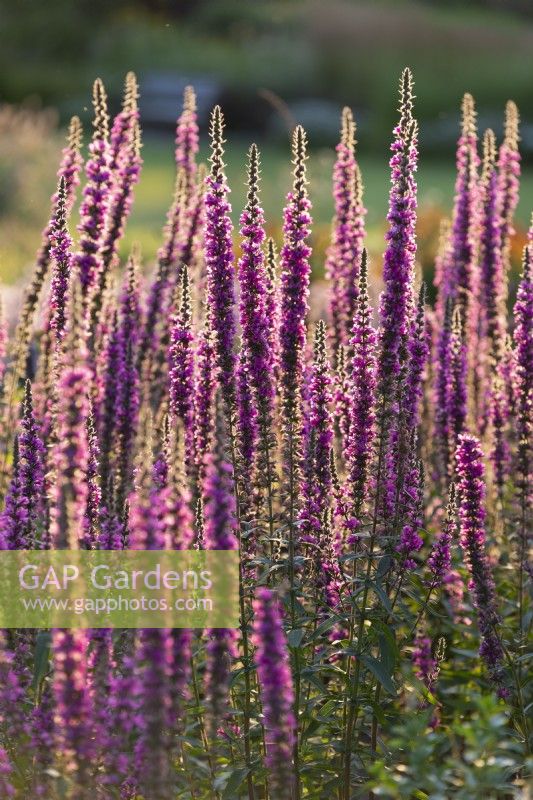 Lythrum virgatum 'The Rocket', Perennial, August 