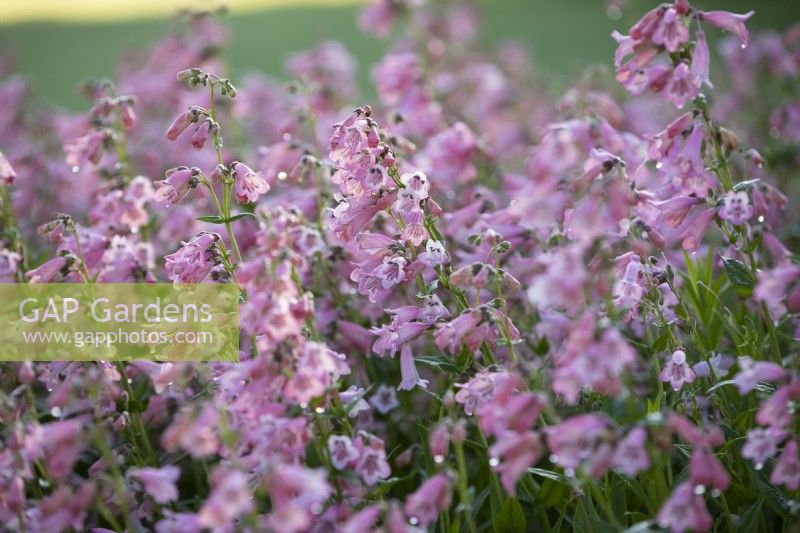 Penstemon 'Hidcote Pink', Perennial, June 