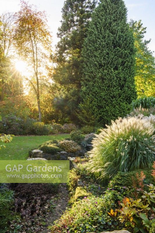 Border with Miscanthus sinensis 'Yakushima Dwarf', Rodgersia podophylla and a prostrate form of Abies koreana.