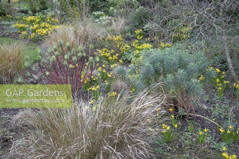 Winter border with 'Tete a Tete narcissus', grasses and colourful euphorbia stems at Winterbourne Botanic Gardens, February
