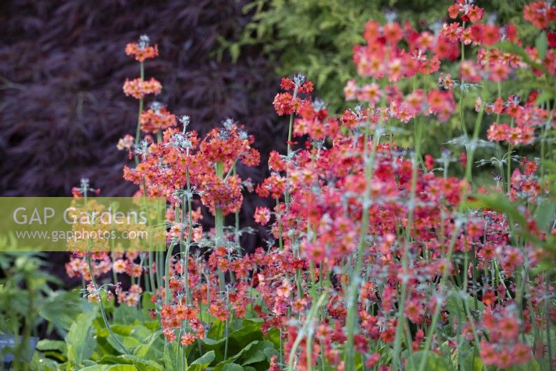 Primula Harlow Carr Hybrids, candelabra primula, May. 