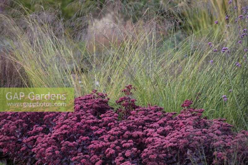 Hylotelephium telephium, Atropurpureum Group, 'Purple Emperor', Eragrostis, August 