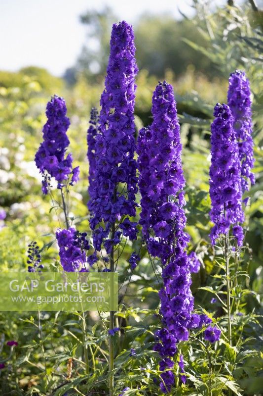 Delphinium 'Bruce', perennial, June 