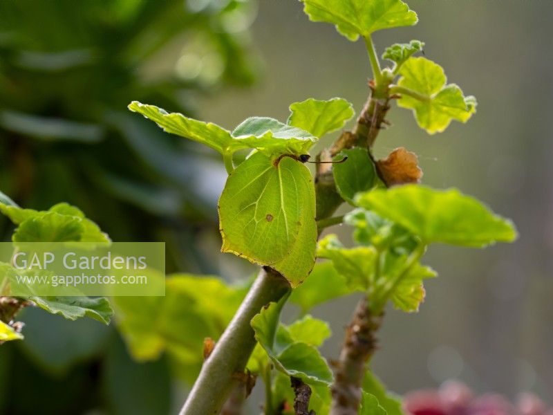  Brimstone butterfly Gonepteryx rhamni  resting  underneath a leaf  in cold weather Spring March