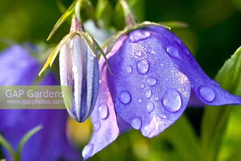 Portrait of bellflower, Campanula persicifolia 