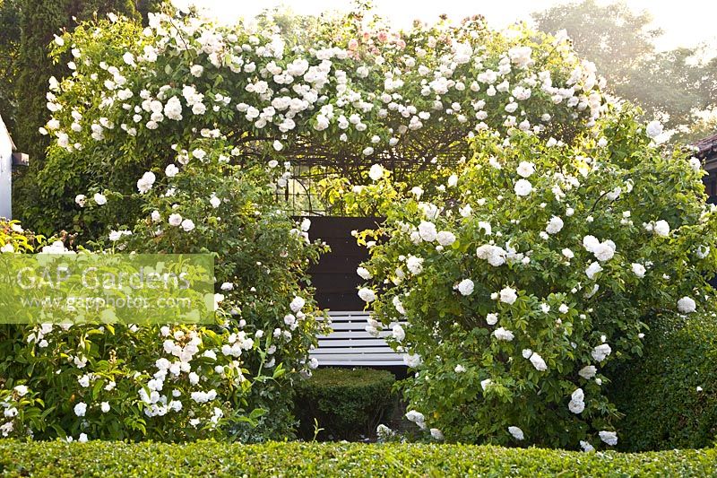Arbor with climbing roses 